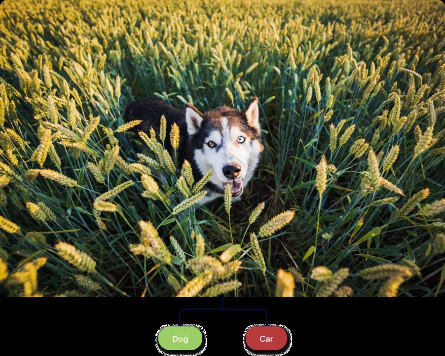 Animal Detection