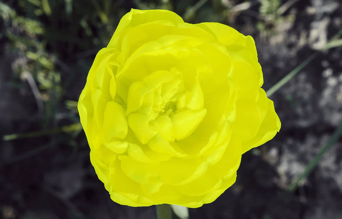 What is Polygon Annotation?
