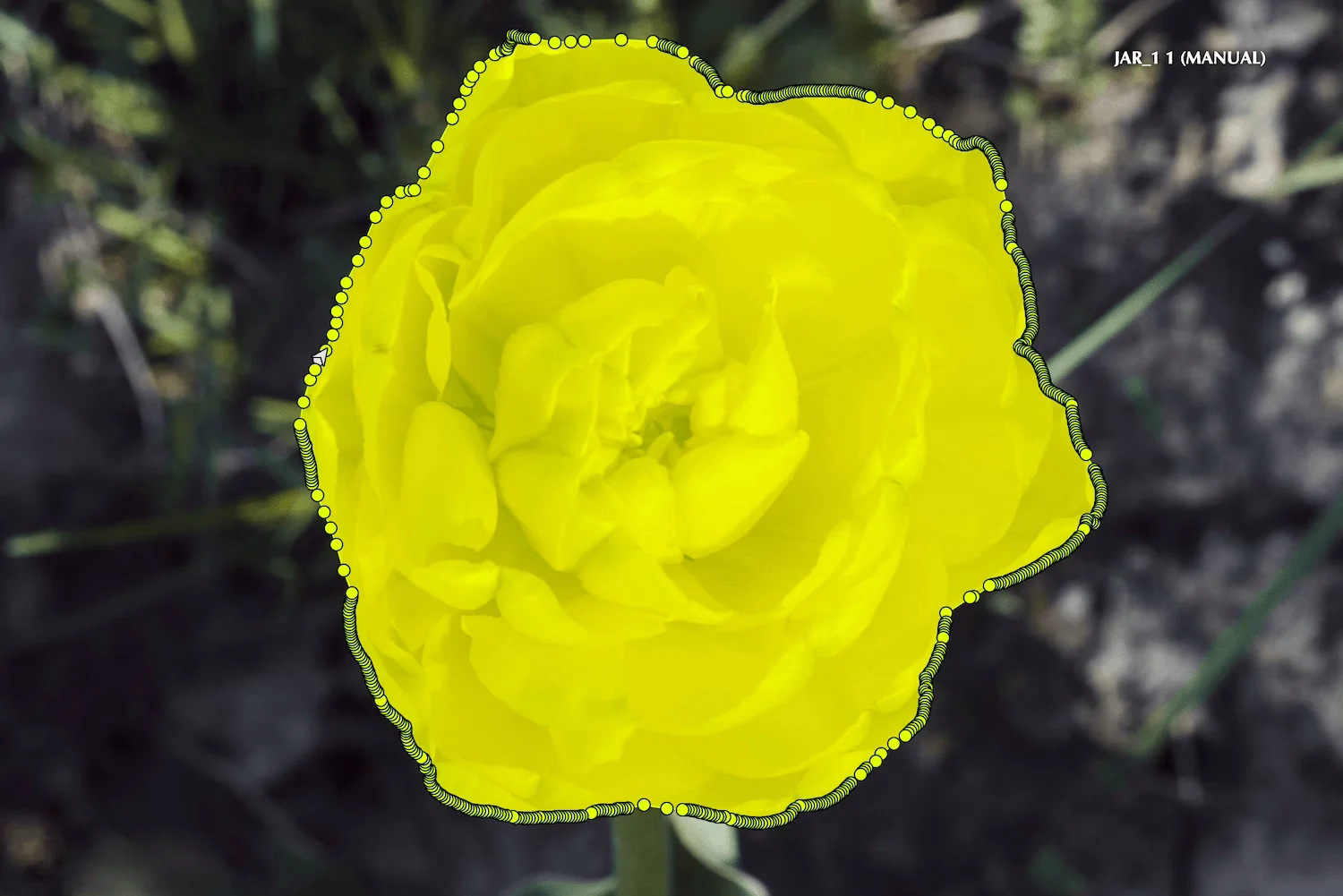 Annotating with Polygons: Best Practices