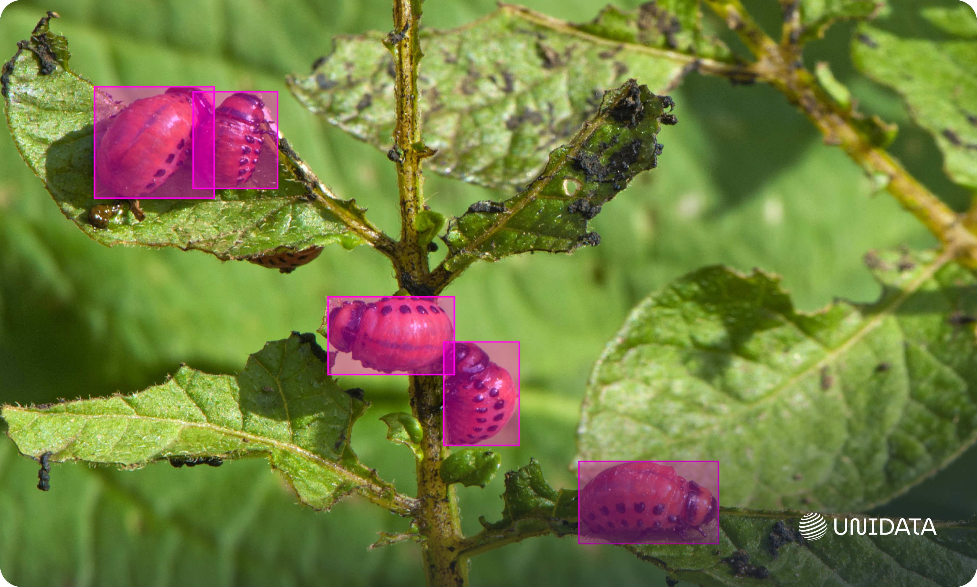 Object detection in agriculture
